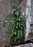 Polypodium vulgare