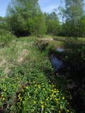 Caltha palustris