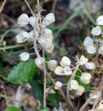 Muscari neglectum