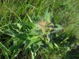 Hieracium virosum