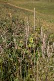 Calamagrostis arundinacea