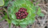 Rhodiola integrifolia. Верхушка побега с бутонами. Камчатский край, Елизовский район, природный парк \"Вулканы Камчатки\", кордон Авачинский перевал, горная тундра, 900 м н.у.м. 10.07.2010.