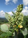 Salix glauca