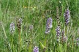 Orchis militaris