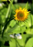 Doronicum orientale