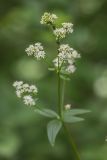 Galium rubioides