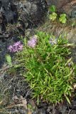 Dianthus superbus