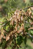 Acer negundo. Часть ветви с соплодиями. Нижегородская обл., Володарский р-н, окр. пос. Дубки; берег р. Ока, широколиственный лес. 15.09.2023.