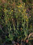 Crepis pannonica