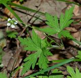 Geranium sibiricum. Верхушка побега, листья (адаксиальная сторона) и цветок (вид со стороны чашечки). Ульяновская обл., г. Димитровград, Первомайский р-н, лесопарк \"Дубовая роща\", Черемшанский залив Куйбышевского водохранилища, прибрежная дубрава, лесная просека. 07.06.2023.