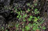 Geranium pusillum. Цветущее и плодоносящее растение. Грузия, г. Тбилиси, у подножия скалы. 10.06.2023.