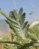 Смотреть изображение Anthemis melanoloma