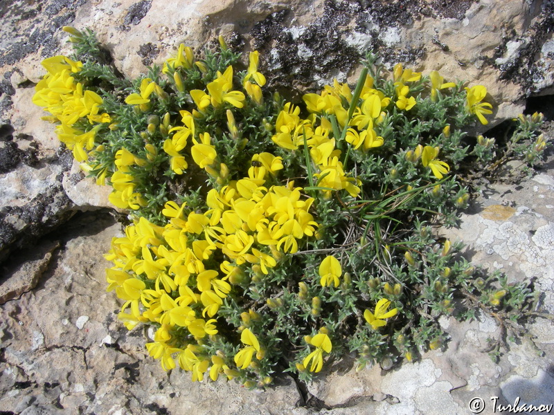 Изображение особи Genista albida.