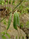 Vicia biennis. Созревающие плоды-бобы. Чувашия, г. Шумерля, берег р. Сура в р-не городского пляжа. 17 июля 2011 г.