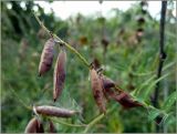 Vicia cracca. Вызревшие плоды. Чувашия, окр. г. Шумерля, берег р. Паланка возле старой водокачки. 19 августа 2011 г.