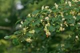 Tilia cordata