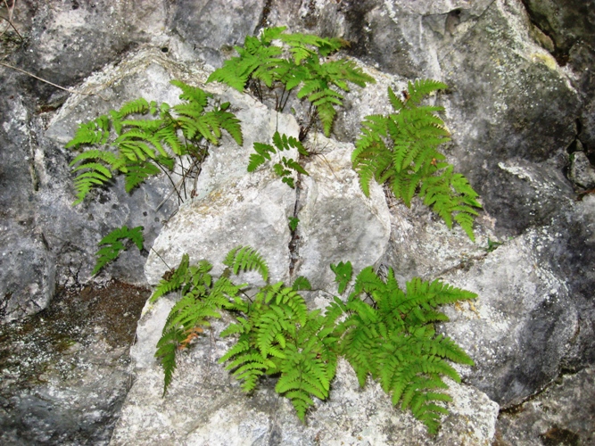 Изображение особи Gymnocarpium jessoense.