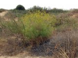 Bilacunaria boissieri. Цветущие растение на песчаном субстрате. Израиль, окрестности г. Холон. Начало июня 2010г.