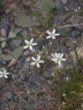 Minuartia biebersteinii