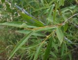 Salix acutifolia