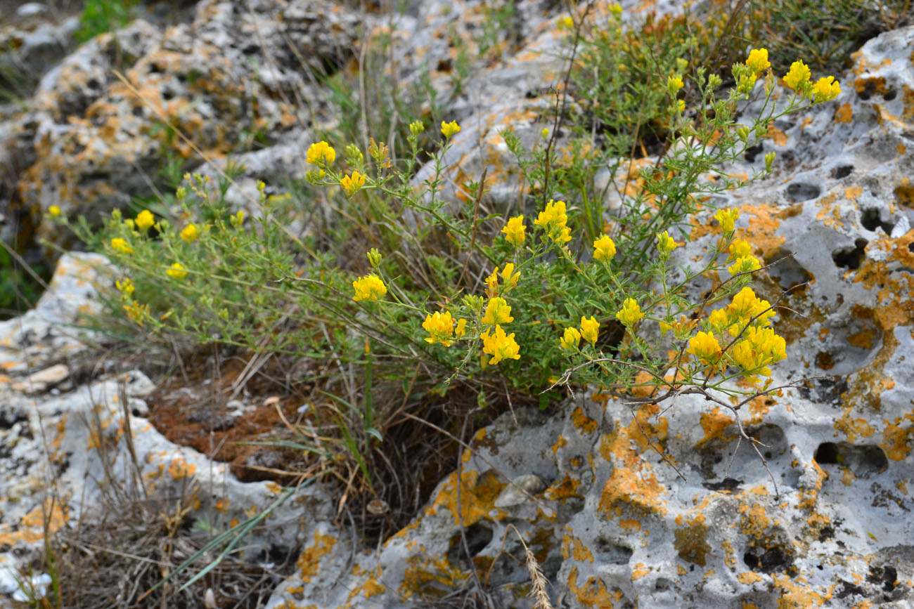 Изображение особи Medicago falcata.