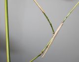 Phyllostachys viridis
