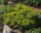 Euphorbia cyparissias