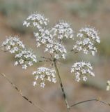 Oedibasis apiculata