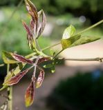 Vitex agnus-castus