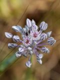 Allium filidens ssp. ugami