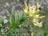 Astragalus xanthotrichos