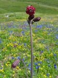 Gastrolychnis tristis