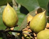 род Paulownia. Средняя часть ветки с невызревшими плодами. Германия, г. Essen, Grugapark. 29.09.2013.