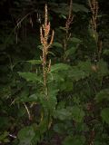 Rumex obtusifolius. Верхушка цветущего растения. Курская обл., Железногорский р-н, ур. Кармановская дача. 24 июля 2007 г.