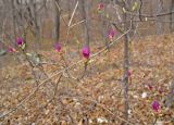 Rhododendron mucronulatum. Ветви с раскрывающимися бутонами. Владивосток, Академгородок. 20 апреля 2014 г.