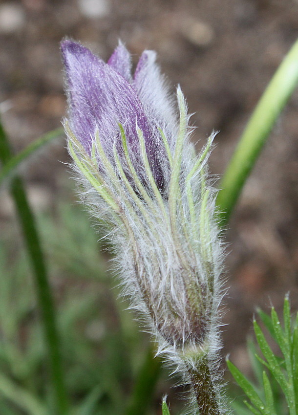 Изображение особи Pulsatilla vulgaris.