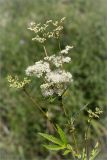 Filipendula ulmaria