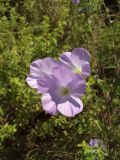 Linum hirsutum