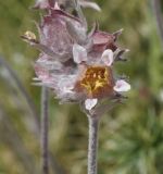 Potentilla deorum