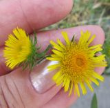 Inula britannica