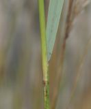 Achnatherum calamagrostis