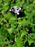 Hesperis matronalis. Верхушка цветущего растения. Карачаево-Черкесия, окр. пос. Домбай, долина р. Домбай-Ульген. 30.07.2014.