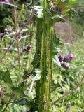 Cirsium palustre