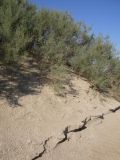 Halostachys belangeriana. Склон фитобугра, образованного закреплённым растениями песком. Казахстан, бывшее дно Аральского моря. 17 июля 2006 г.
