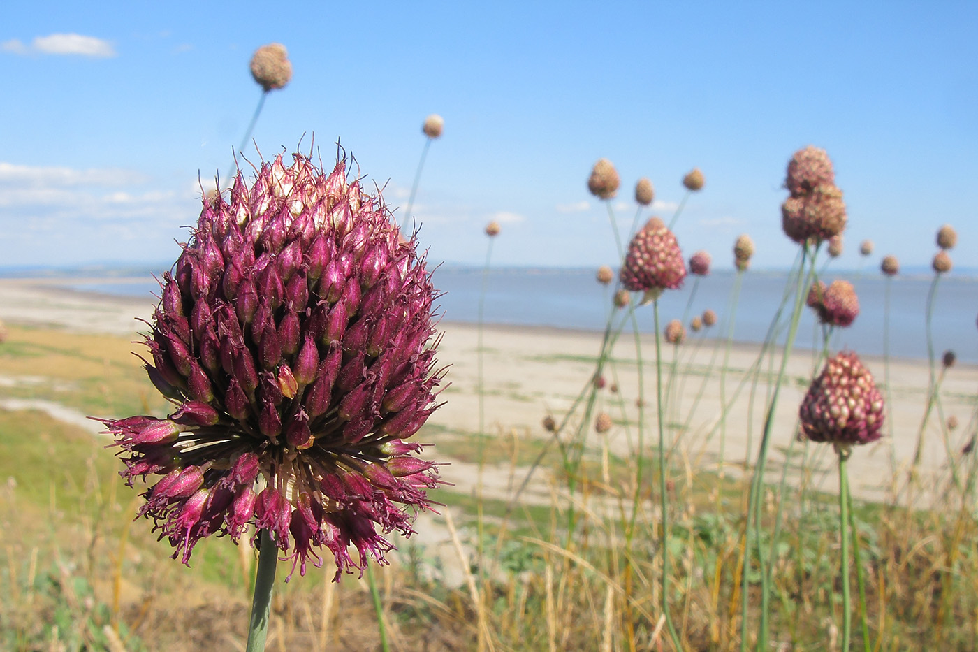 Изображение особи Allium sphaerocephalon.