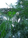 Leucaena leucocephala. Ветви с соцветиями и незрелыми плодами. Египет, окр. г. Хургада, территория отеля, в озеленении. 06.11.2010.