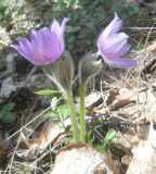 Pulsatilla patens