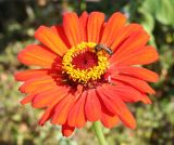 Zinnia elegans