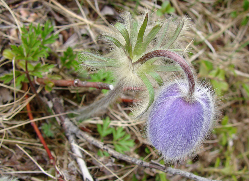 Image of Pulsatilla ajanensis specimen.