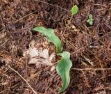 Erythronium caucasicum